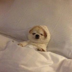 Meet your Posher, Jenny